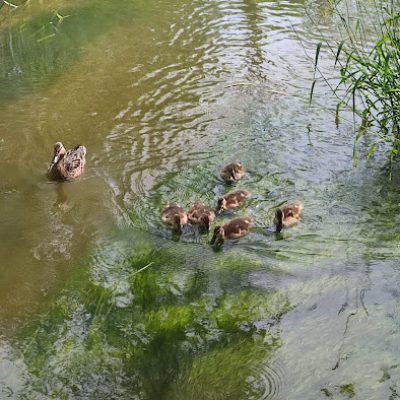 Сап и вело заезд по Истре